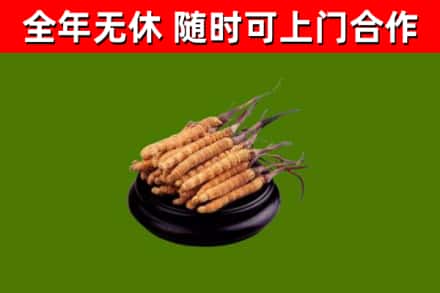 潮安区回收散虫草